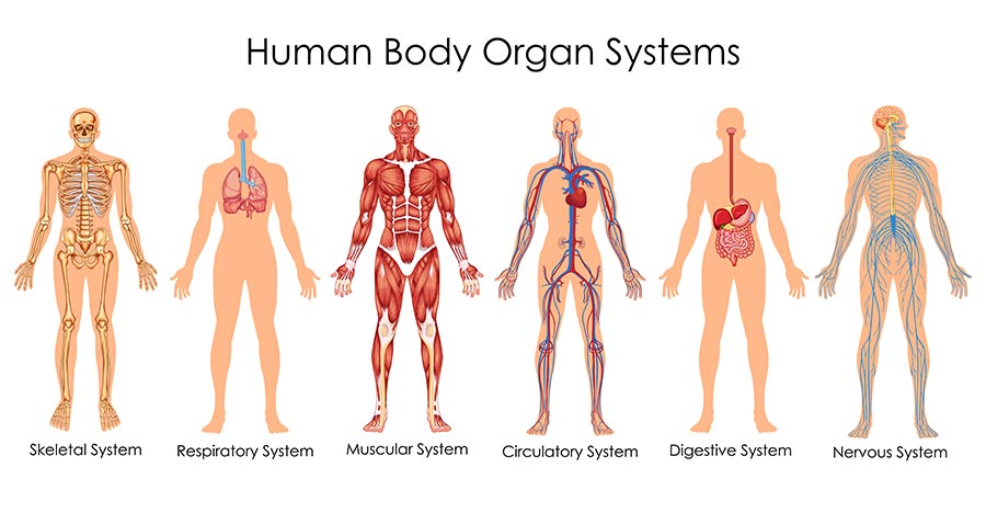 body organs